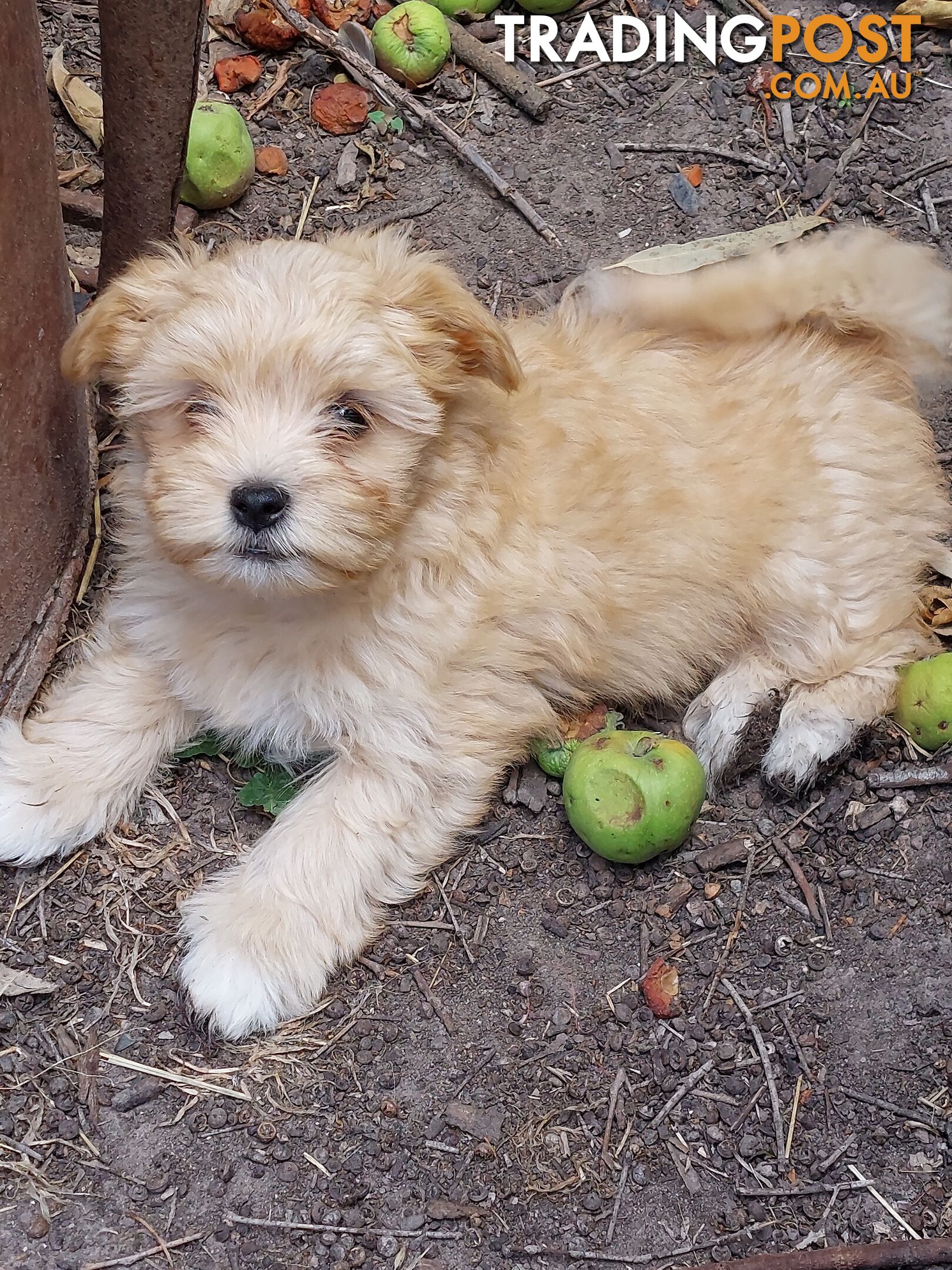 Adorable Maltese x Shihtzu puppies x 4