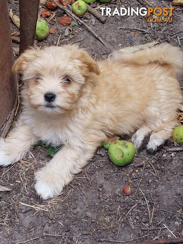 Adorable Maltese x Shihtzu puppies x 4