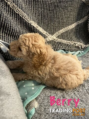 Adorable f1b male Spoodle Puppies for Sale - Ready for Their Forever Homes by 15th October!