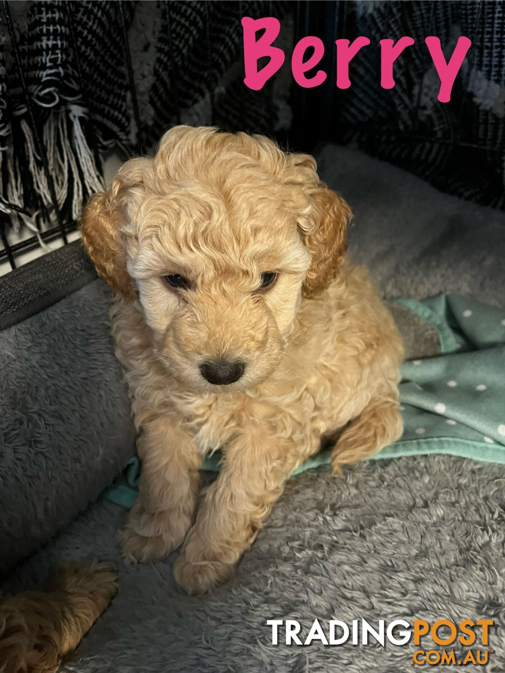 Adorable f1b male Spoodle Puppies for Sale - Ready for Their Forever Homes by 15th October!