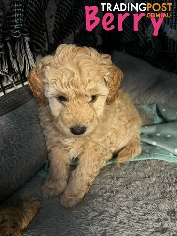 Adorable f1b male Spoodle Puppies for Sale - Ready for Their Forever Homes by 15th October!