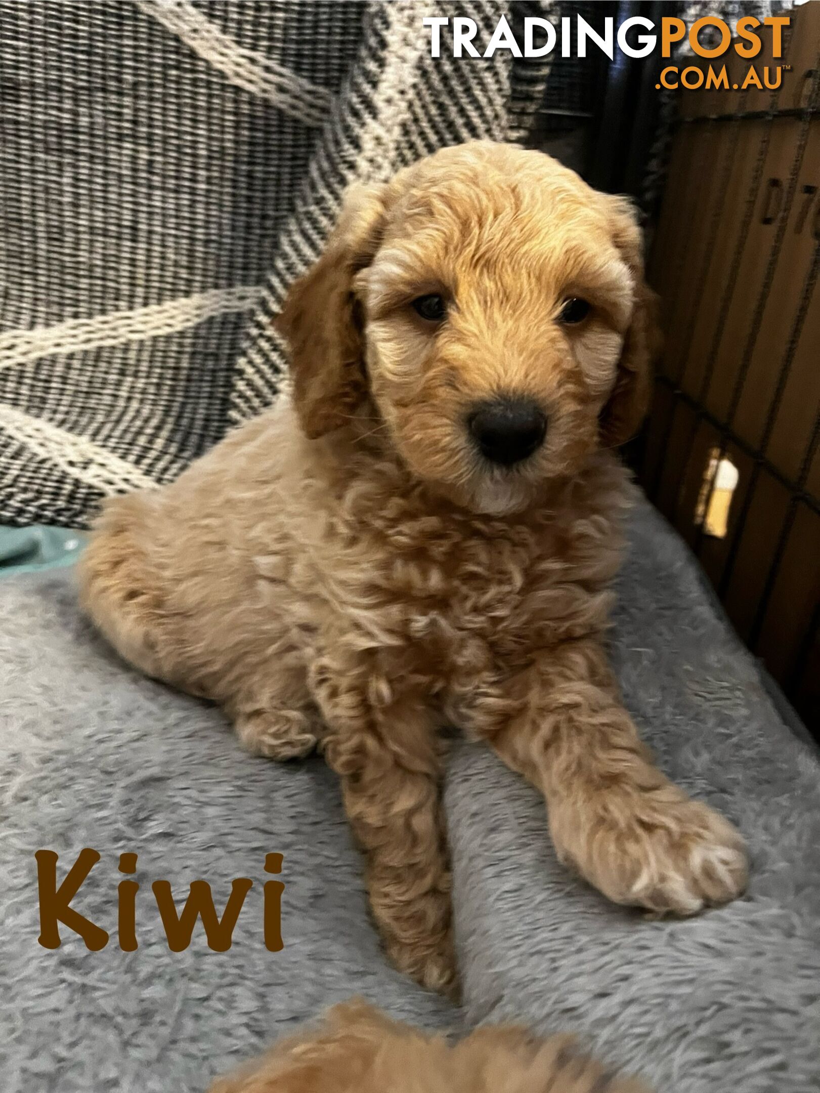 Adorable f1b male Spoodle Puppies for Sale - Ready for Their Forever Homes by 15th October!