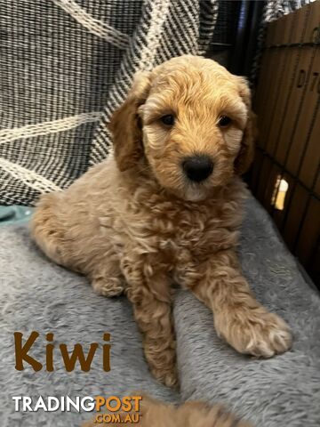 Adorable f1b male Spoodle Puppies for Sale - Ready for Their Forever Homes by 15th October!