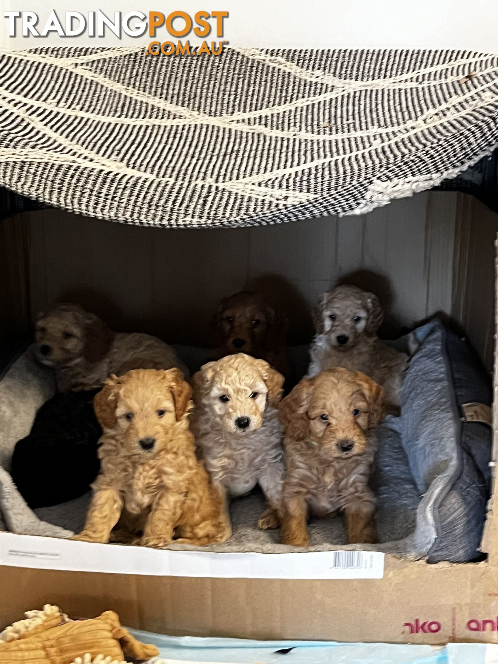 Adorable f1b male Spoodle Puppies for Sale - Ready for Their Forever Homes by 15th October!