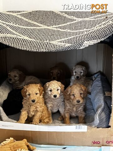 Adorable f1b male Spoodle Puppies for Sale - Ready for Their Forever Homes by 15th October!