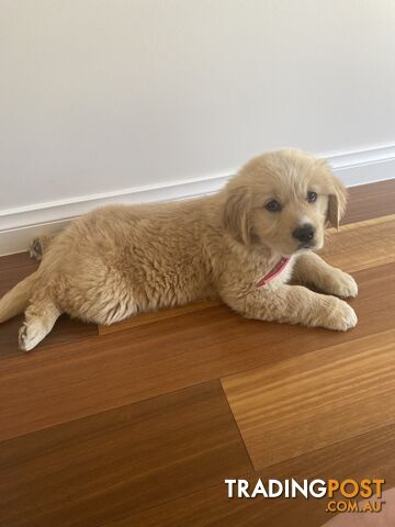 Golden Retriever puppy (female)