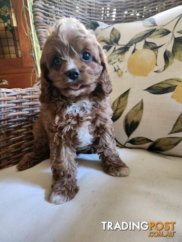 Cavoodle puppy.