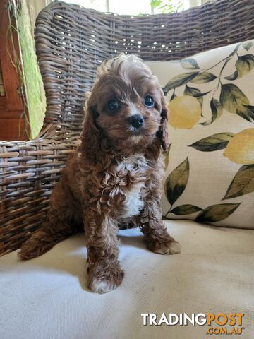 Cavoodle puppy.