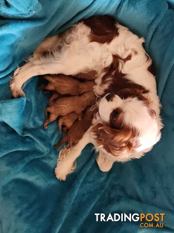 Cavoodle puppy.