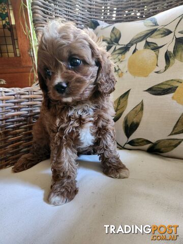 Cavoodle puppy.