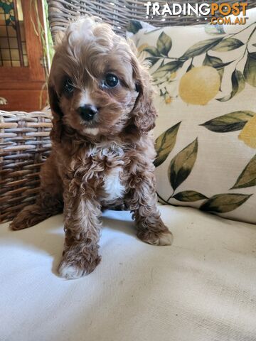 Cavoodle puppy.