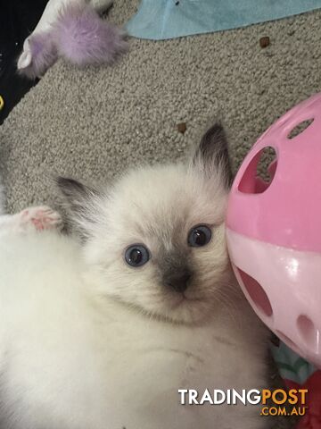 Ragdoll kittens for sale