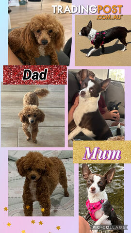 POOCHI PUPS TOY POODLE X CHIHUAHUA - photo 3 of 15