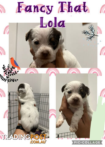 POOCHI PUPS TOY POODLE X CHIHUAHUA