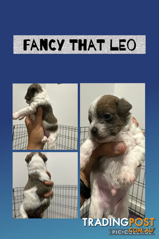 POOCHI PUPS TOY POODLE X CHIHUAHUA - photo 2 of 15