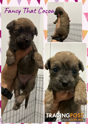POOCHI PUPS TOY POODLE X CHIHUAHUA - photo 4 of 15