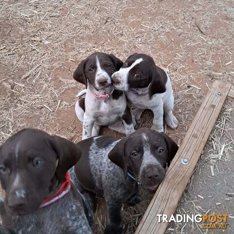 German Shorthaired Pointers ( GSP )