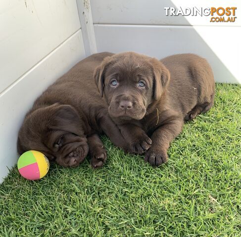 Chocolate Labrador Puppies