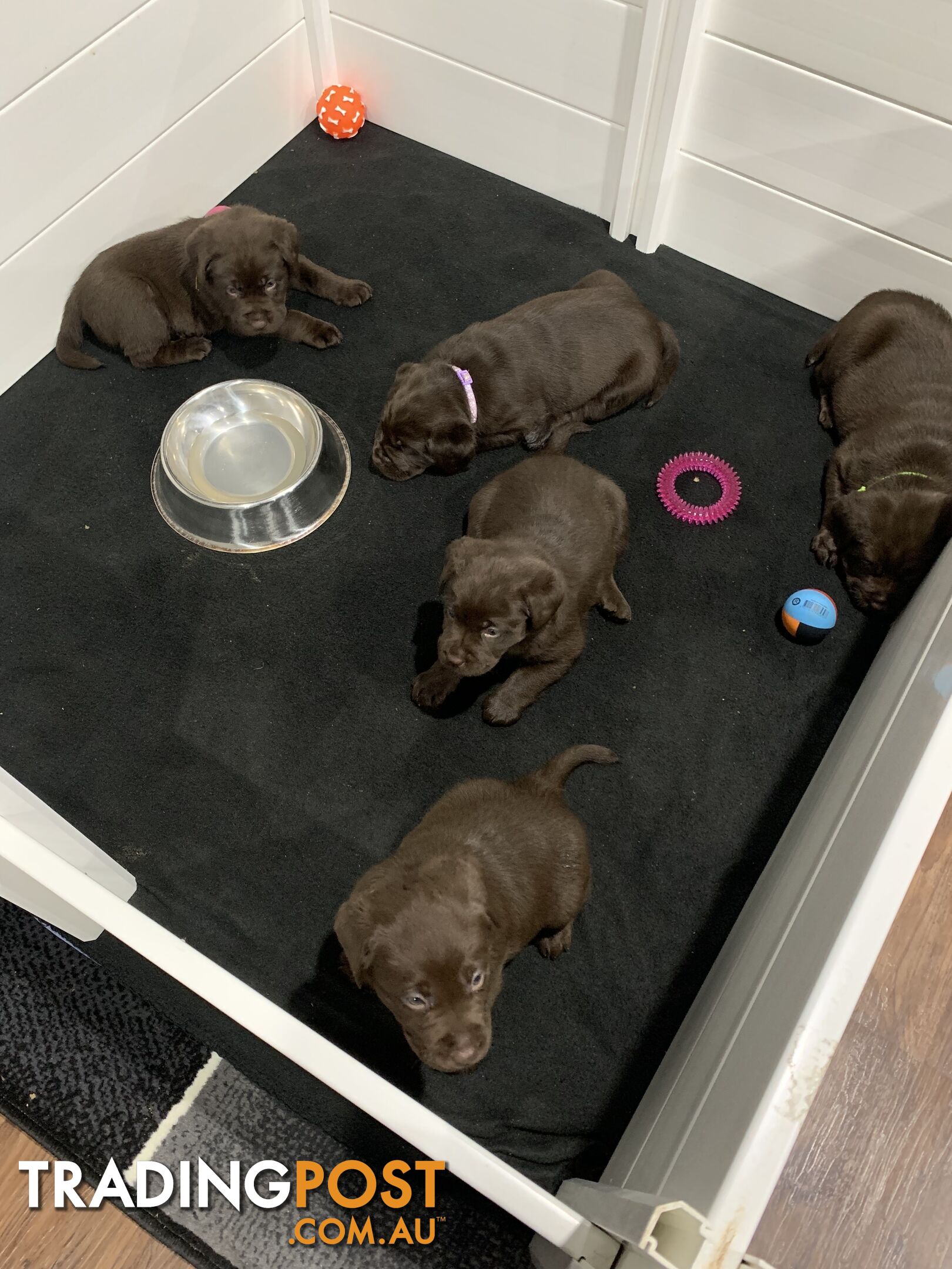 Chocolate Labrador Puppies