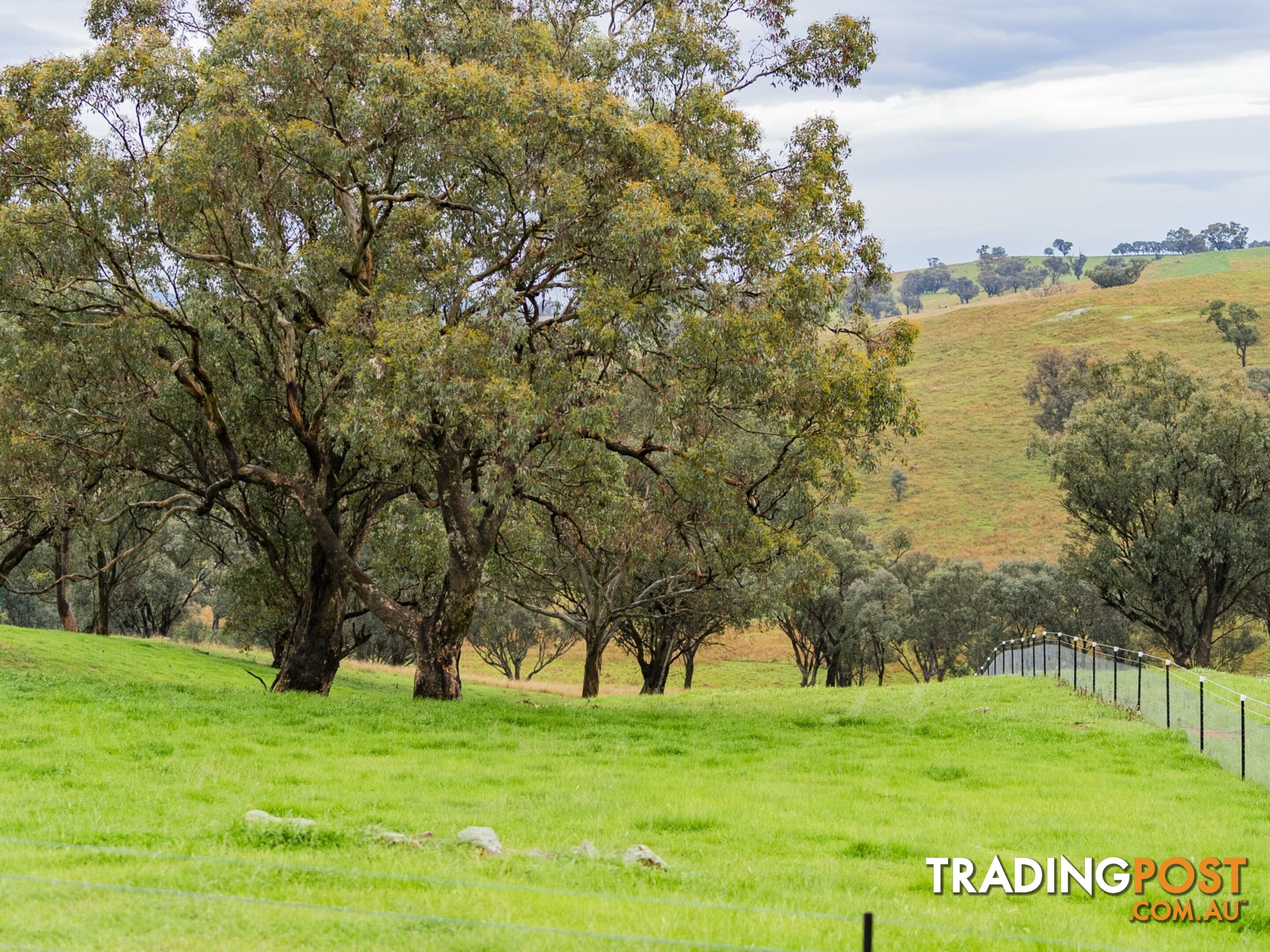 1934 Murringo Road Murringo via YOUNG NSW 2594