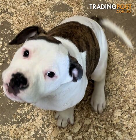 AUSTRALIAN BULLDOG MALE PUP