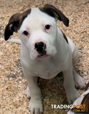 AUSTRALIAN/AMERICAN BULLDOG MALE PUP