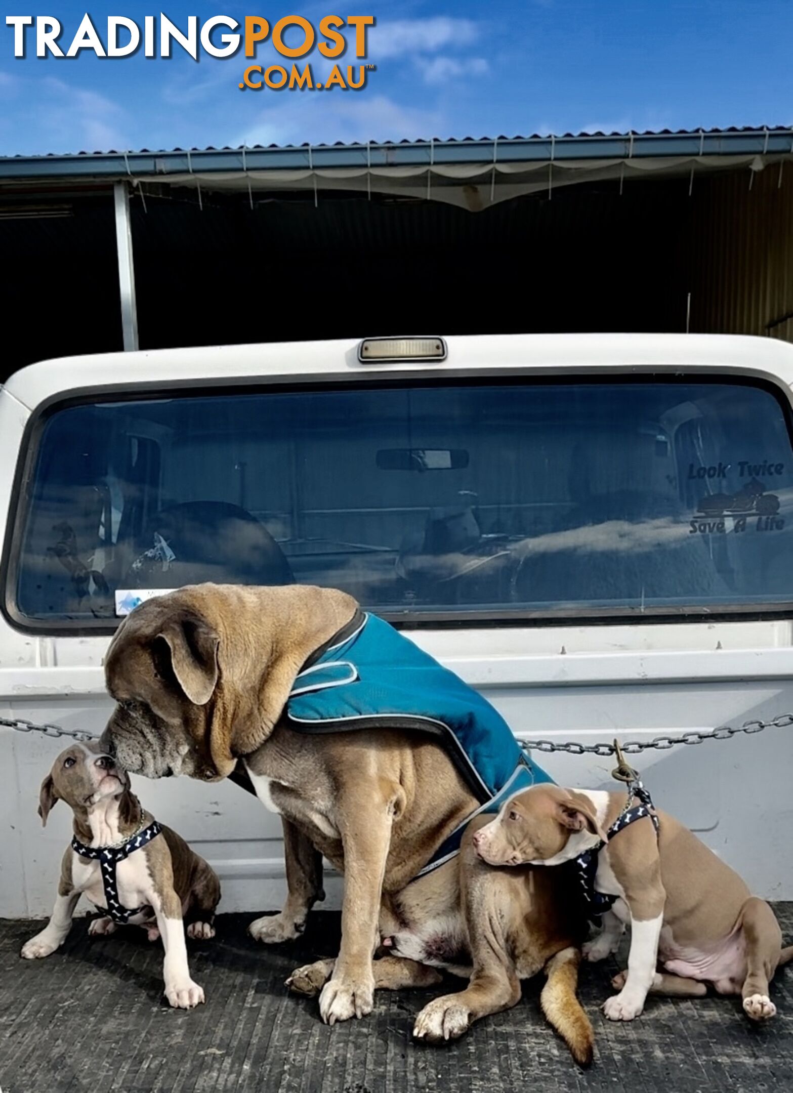 American Staffordshire MALE puppies