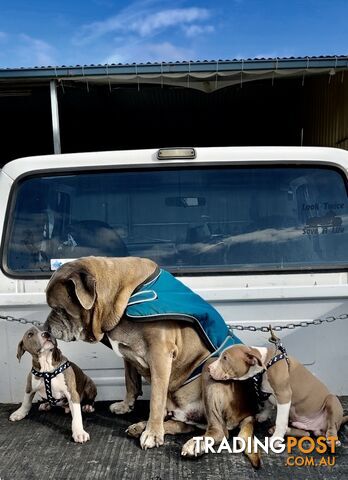 American Staffordshire MALE puppies