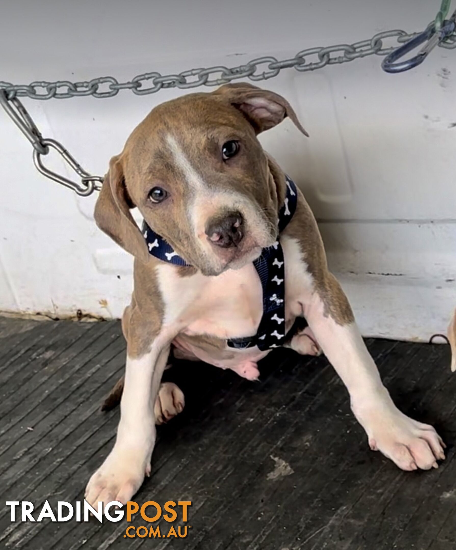 American Staffordshire MALE puppies