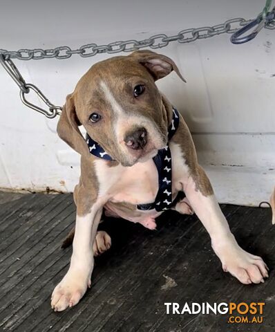 American Staffordshire MALE puppies