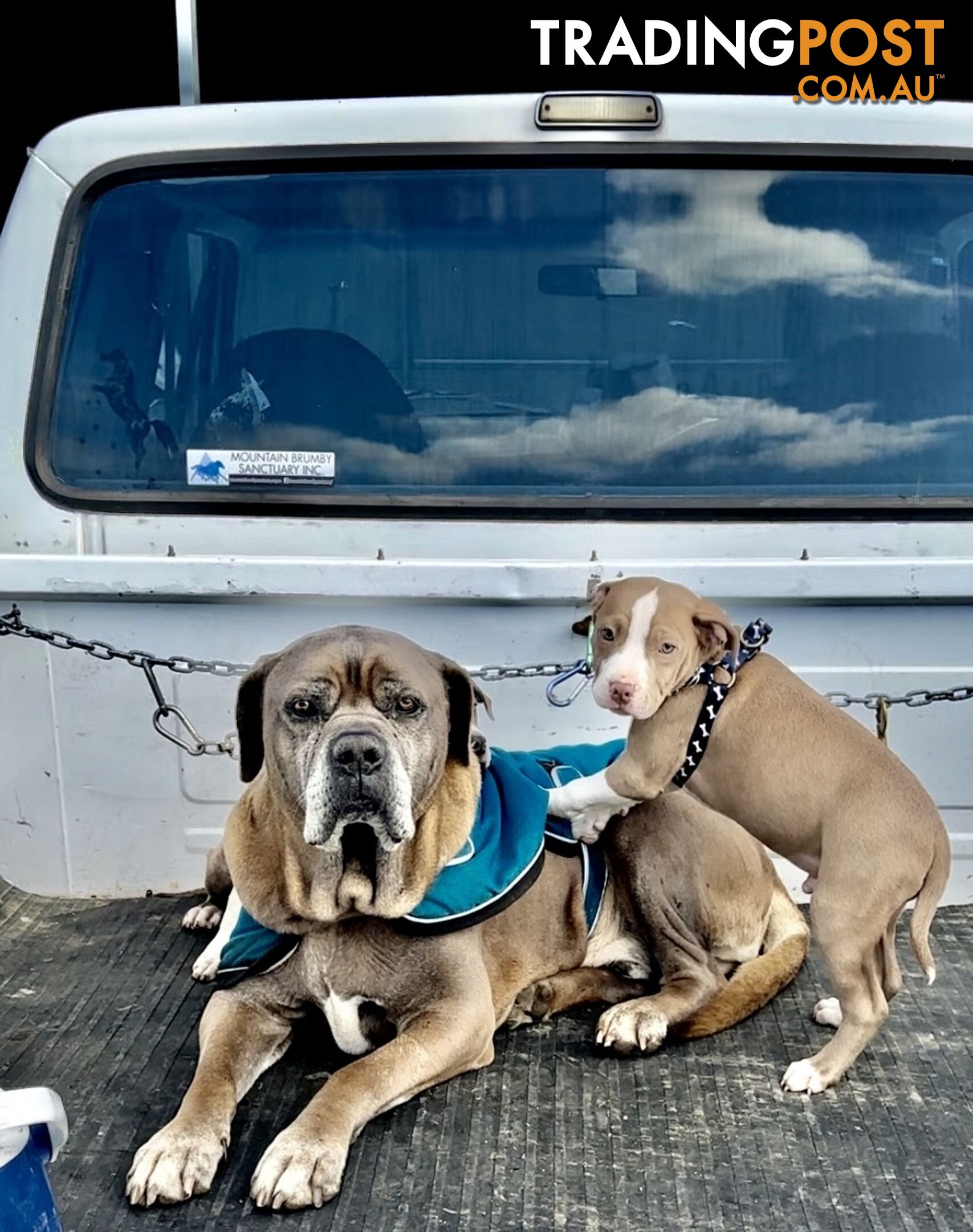 American Staffordshire MALE puppies