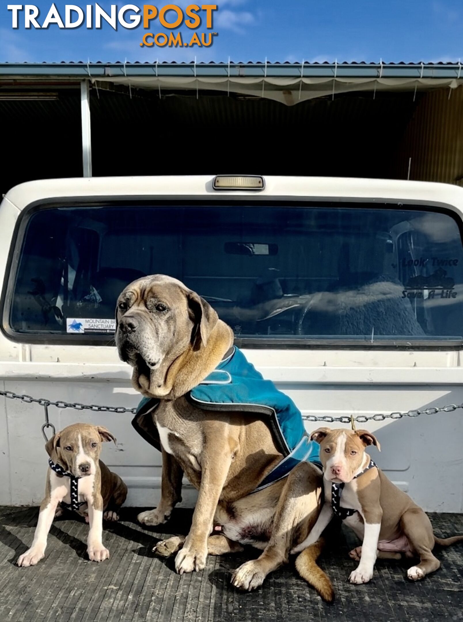 American Staffordshire MALE puppies