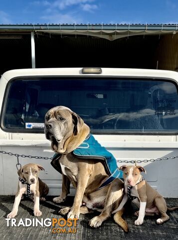 American Staffordshire MALE puppies