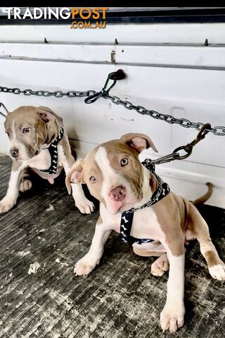 American Staffordshire MALE puppies