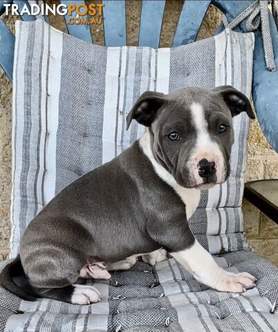 American Staffordshire MALE puppies