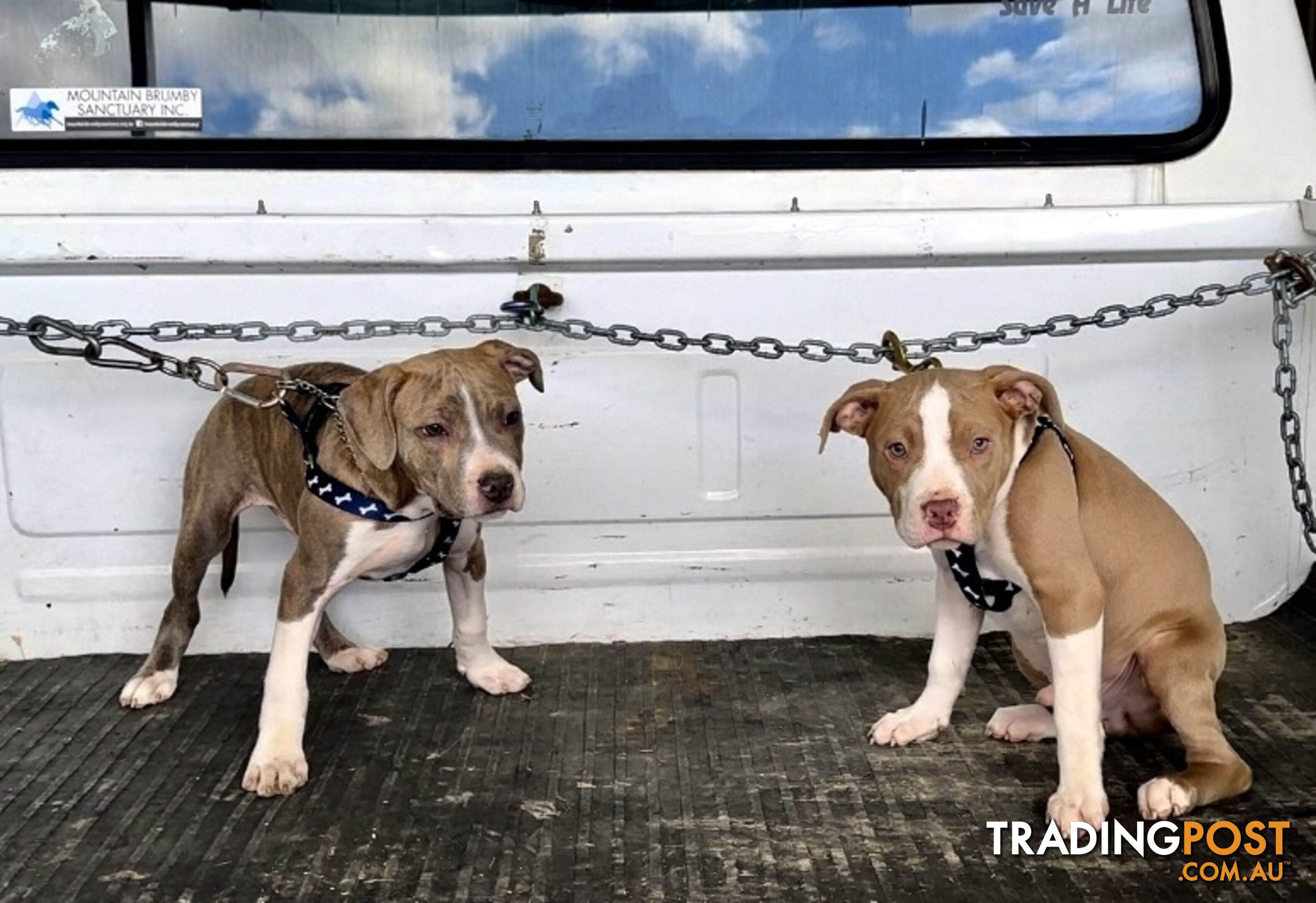 American Staffordshire MALE puppies