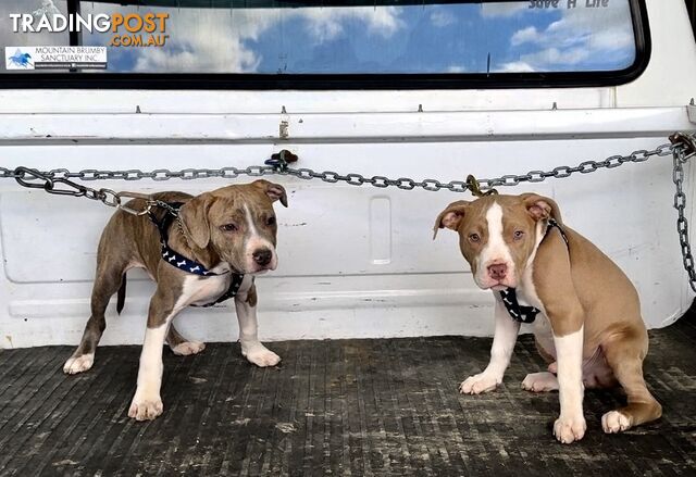 American Staffordshire MALE puppies