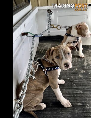 American Staffordshire MALE puppies