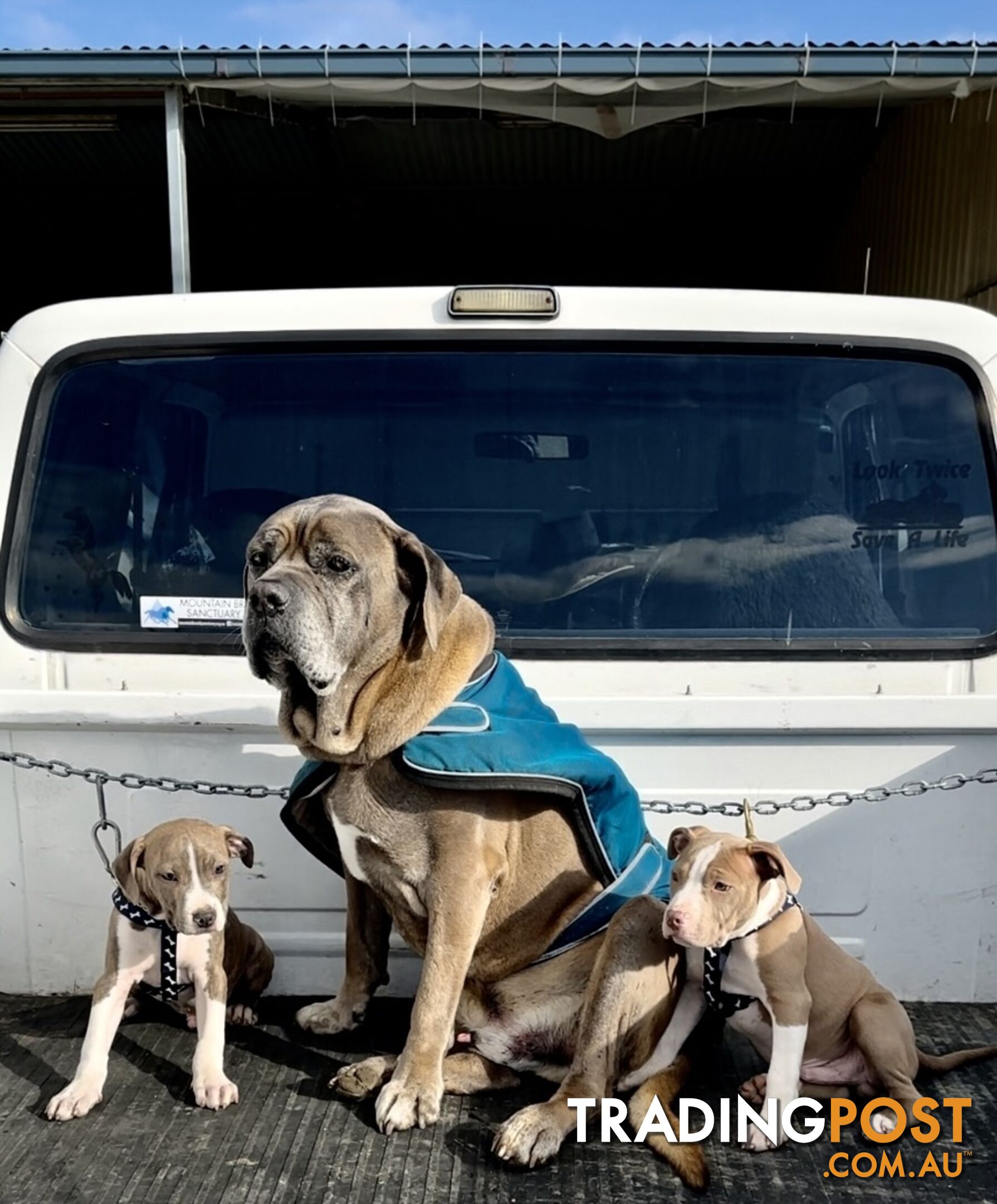 American Staffordshire MALE puppies