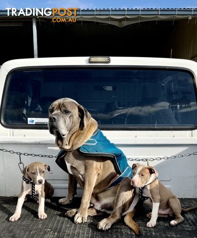 American Staffordshire MALE puppies