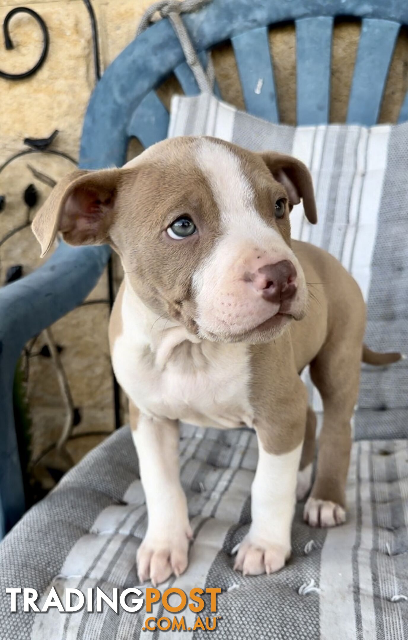American Staffordshire MALE puppies