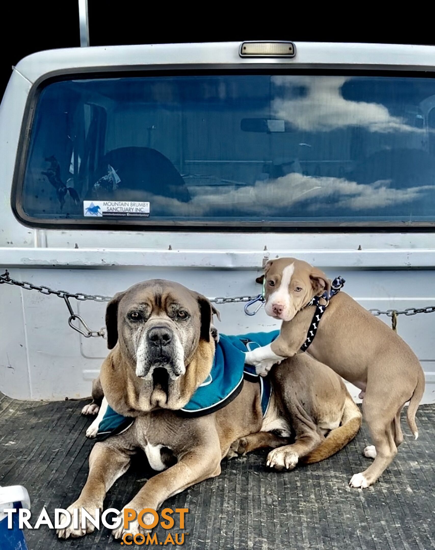 American Staffordshire MALE puppies