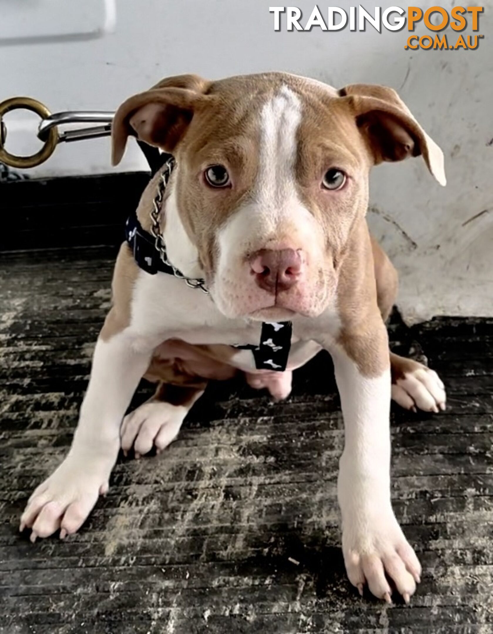 American Staffordshire MALE puppies