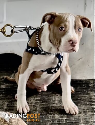 American Staffordshire MALE puppies