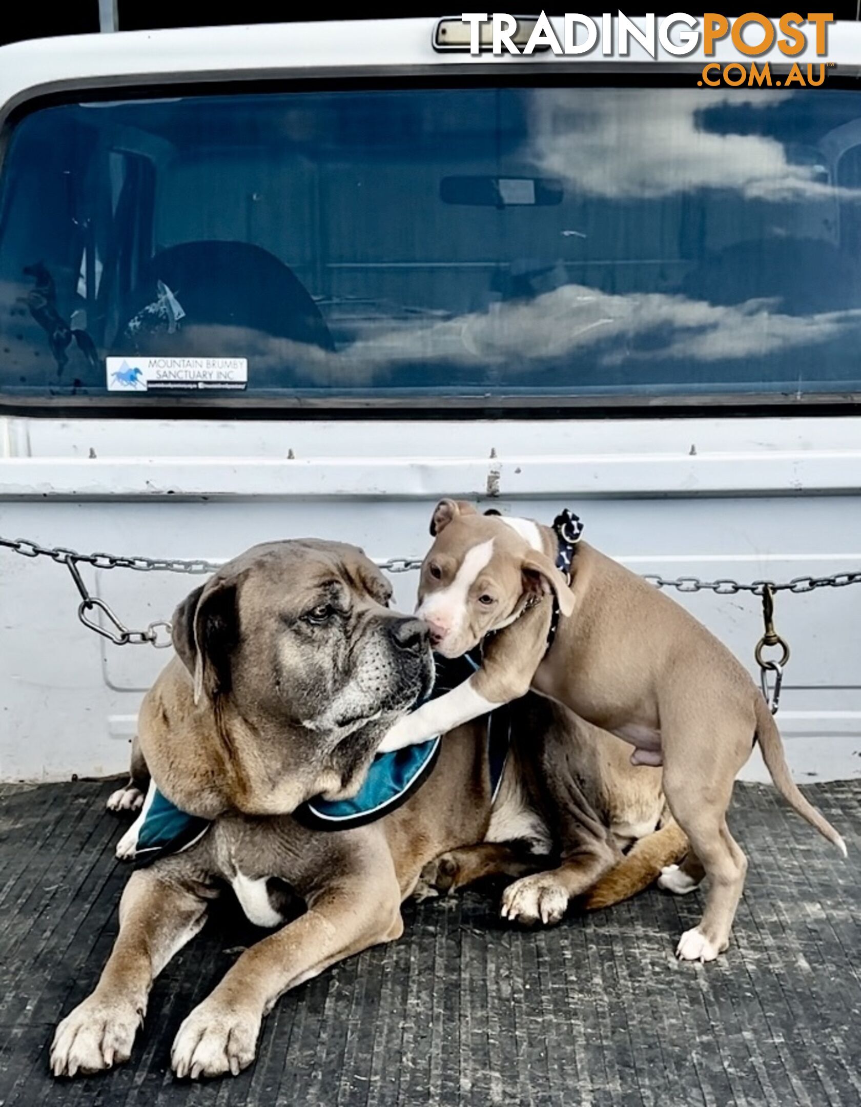 American Staffordshire MALE puppies