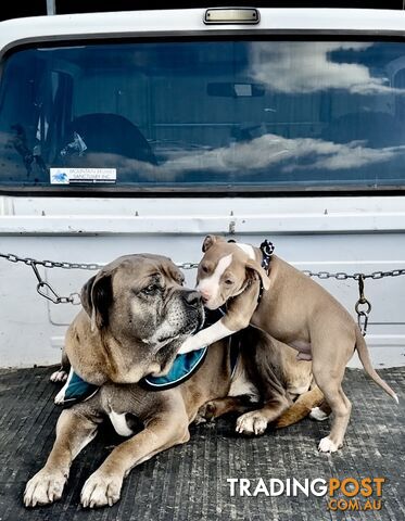 American Staffordshire MALE puppies