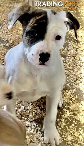 Australian bulldog male and female Puppies.