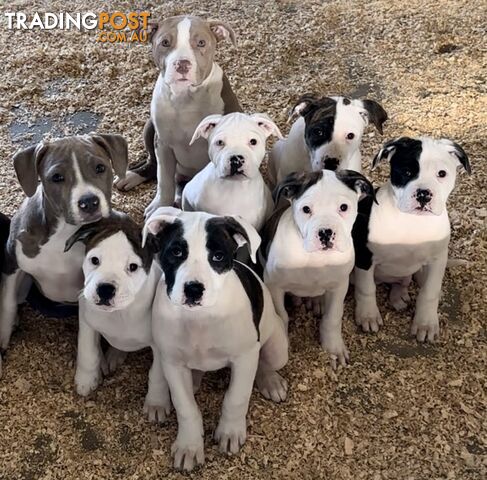 Australian bulldog male and female Puppies.