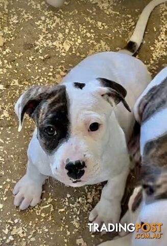 Australian bulldog male and female Puppies.