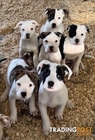 Australian bulldog male and female Puppies.